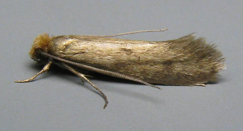 Image 1: Male - lateral view - grey background